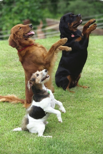 Adestramento-de-cães